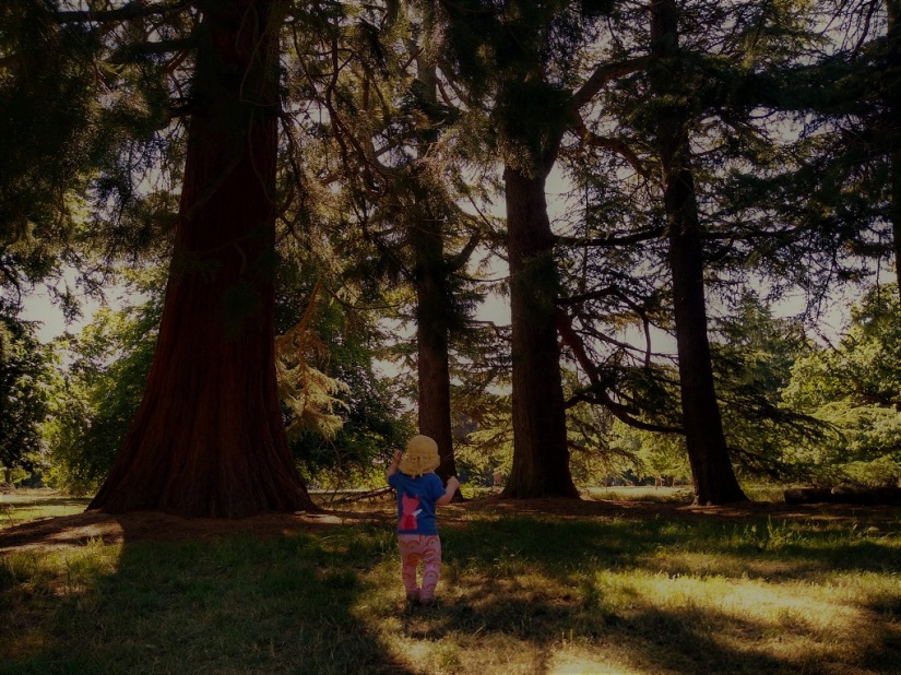 A child walks into a wooded area